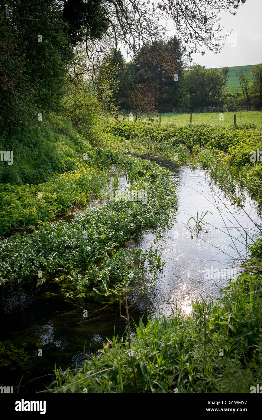 L'inizio del Fiume Kennet vicino è fonte a molla Swallowhead nei pressi di Avebury, Wiltshire, Regno Unito Foto Stock