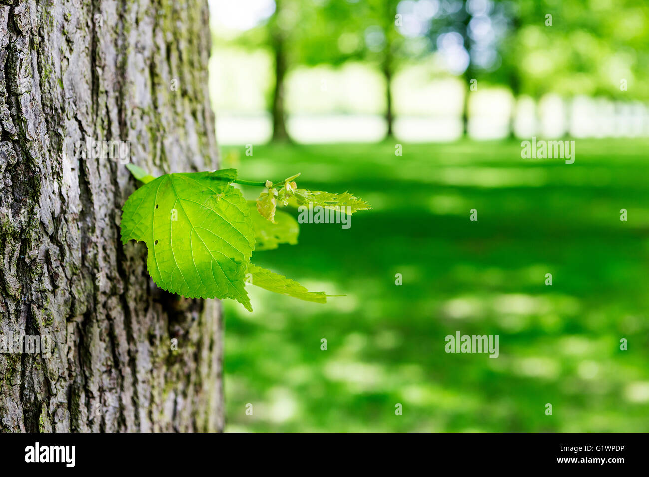 In prossimità di una foglia sul tronco di un albero in un viale di alberi di lime a Marbury country park, Comberbach, Northwich, Cheshire Foto Stock