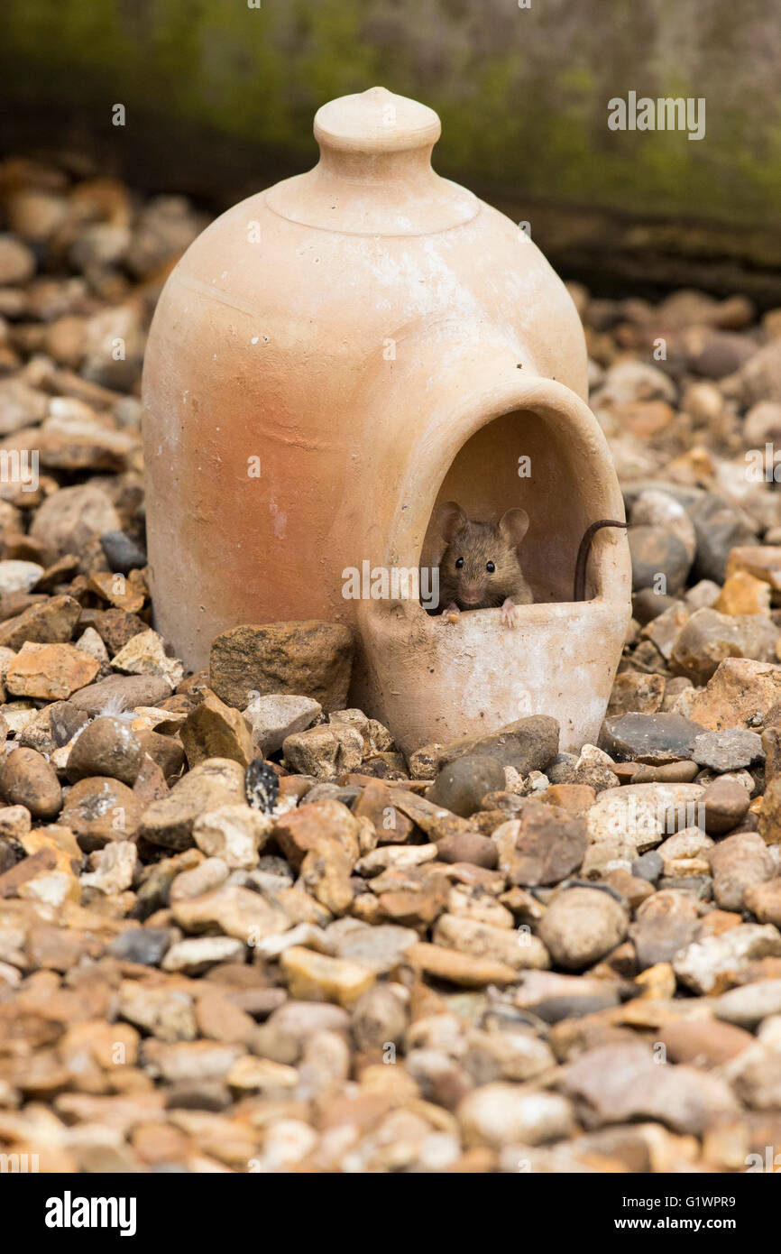 Mouse (Mus musculus) vista di testa, il peering fuori dall'interno di argilla in terracotta bird dispenser acqua, sulla ghiaia, vista frontale, GIARDINO DEL REGNO UNITO Foto Stock