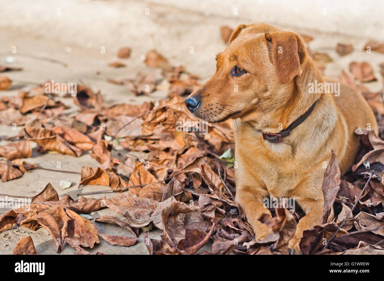 Simpatico cane marrone giacente su foglie secche sul terreno in autunno. Spazio sul lato sinistro Foto Stock