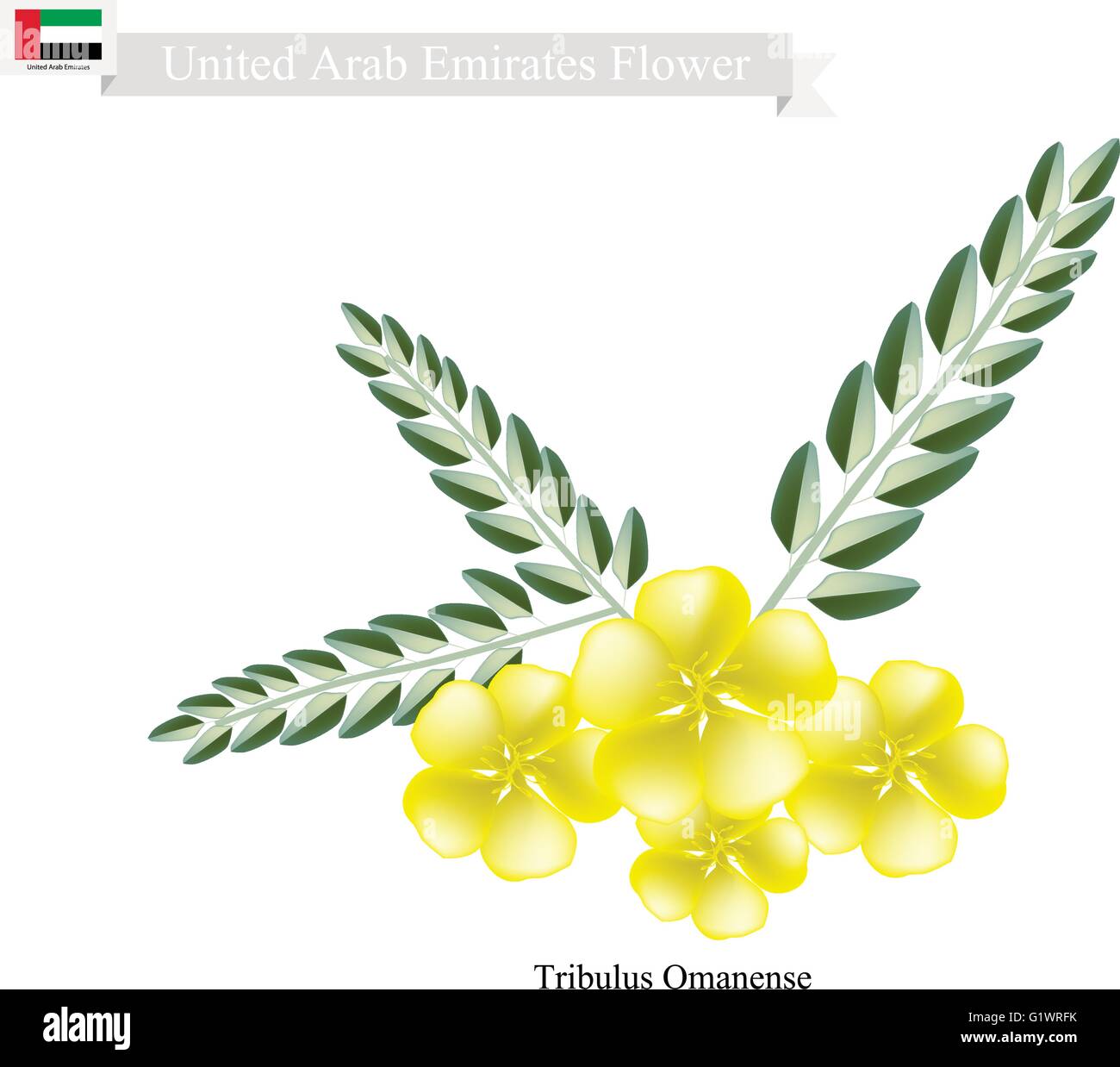 Emirates Fiore, illustrazione di Tribulus Omanense fiori. Uno dei nativi di fiori in Emirati Arabi Uniti. Illustrazione Vettoriale