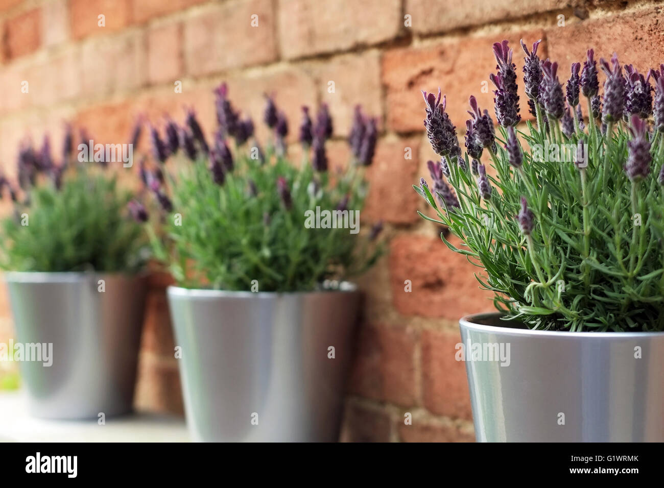 Tre francesi piante di lavanda in una fila. Foto Stock