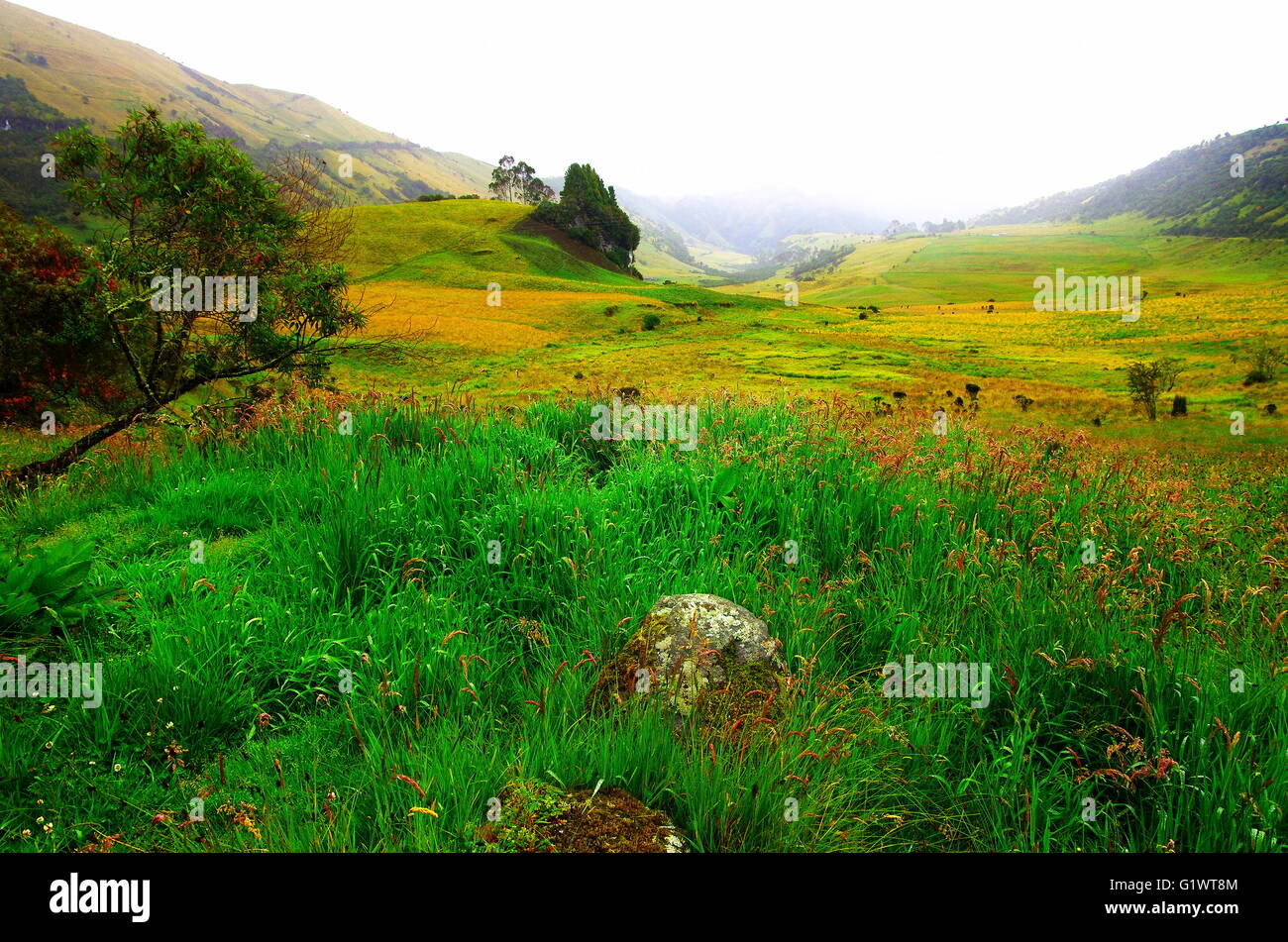 Alte pianure delle Ande colombiano Foto Stock