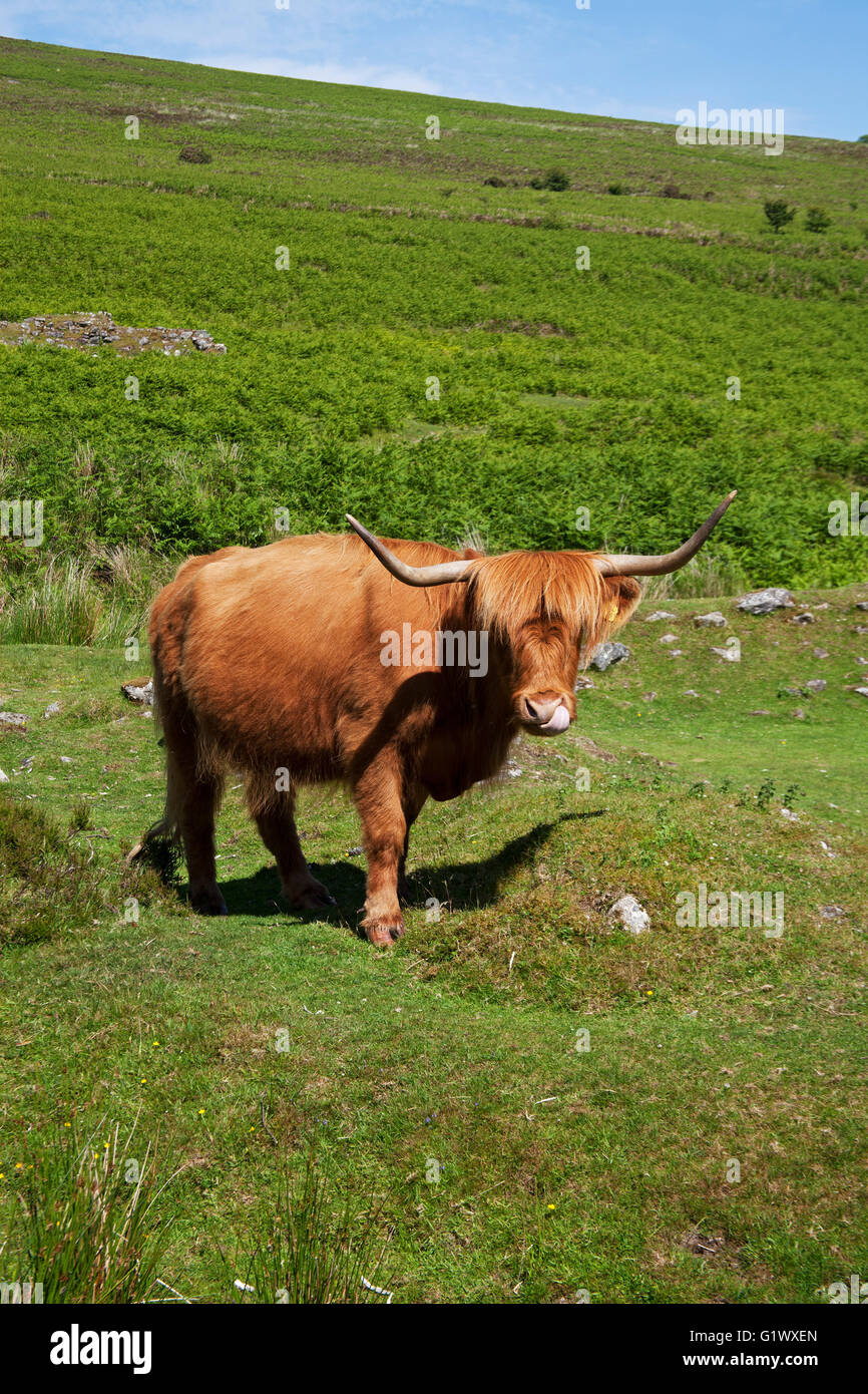 Highland mucca Parco Nazionale di Dartmoor Devon England Regno Unito Foto Stock