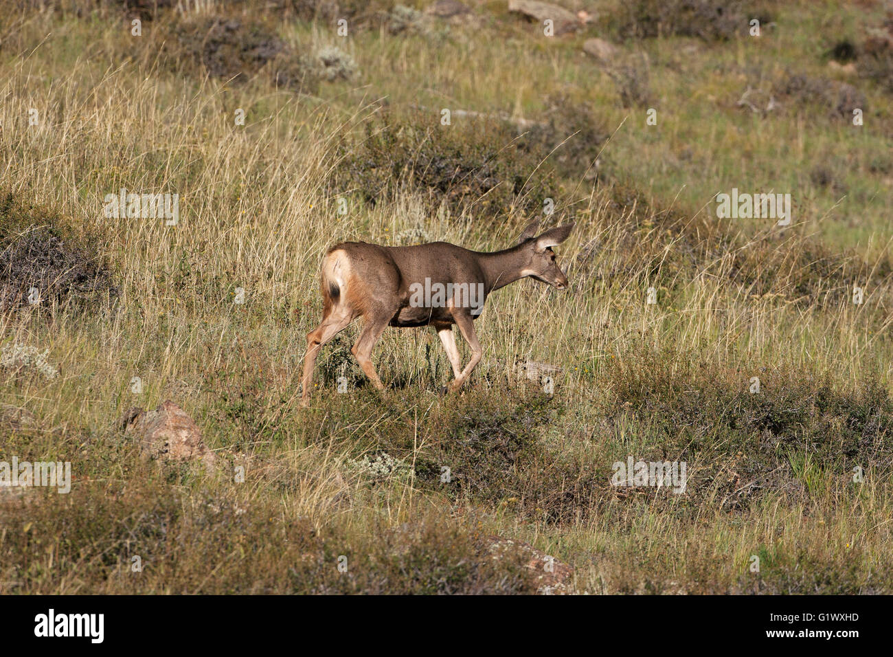 Mule Deer Odocoileus hemionus femmina su prateria Parco Nazionale delle Montagne Rocciose in Colorado USA Foto Stock