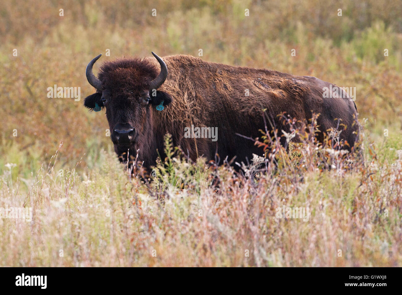 Bison bison bison in pianure erbose Maxwell Wildlife Refuge Cantone Kansas USA Foto Stock