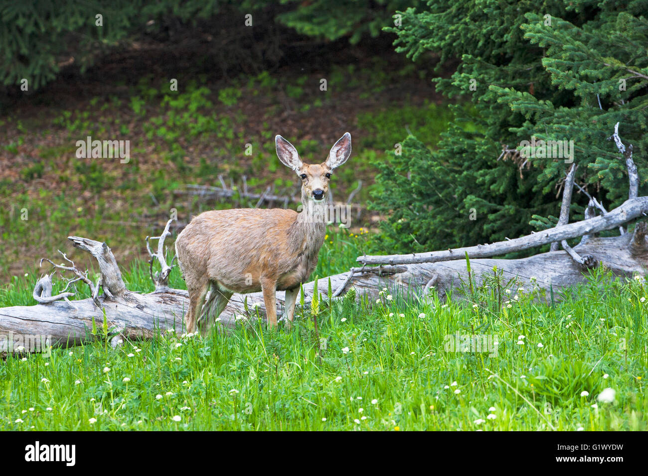 Mule Deer Odocoileus hemionus nel prato vicino Cooke City Montana USA Giugno 2016 Foto Stock