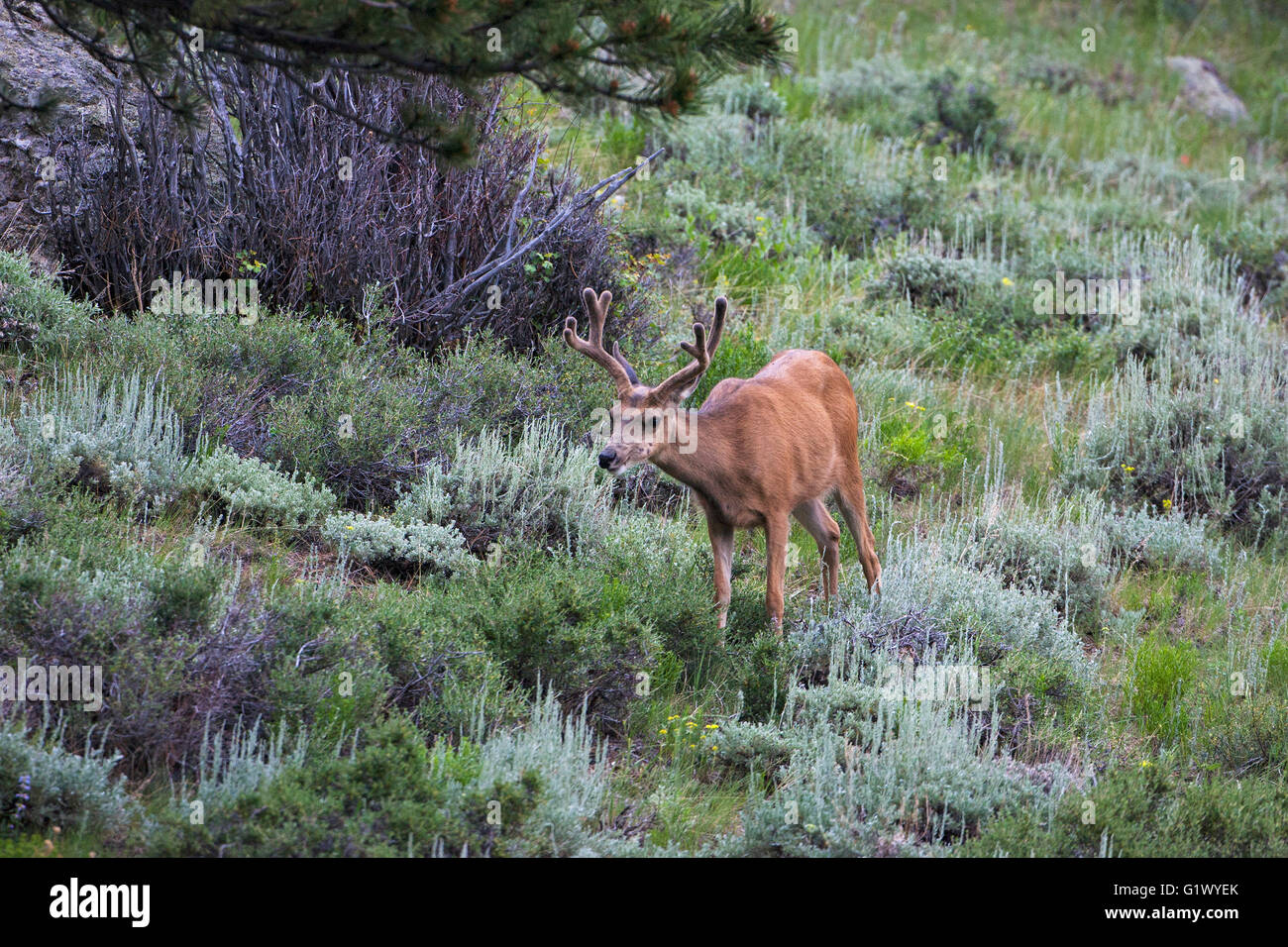 Mule Deer Odocoileus hemionus buck in velluto Rocky Mountain National Park Colorado USA Giugno 2015 Foto Stock