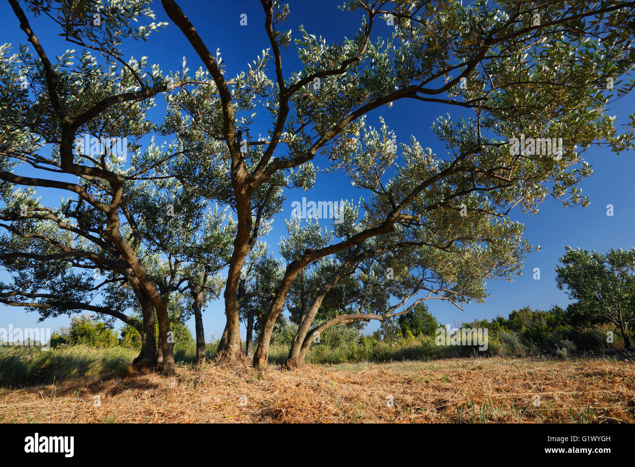 Alberi di olivo in Dalmazia, Croazia Foto Stock