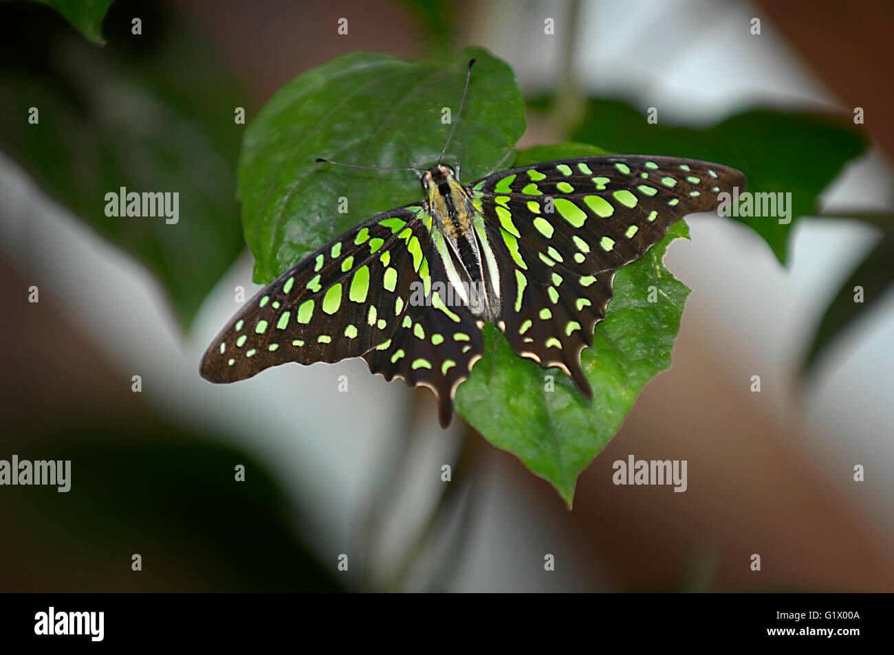 Butterfly, Graphium agamennone Foto Stock
