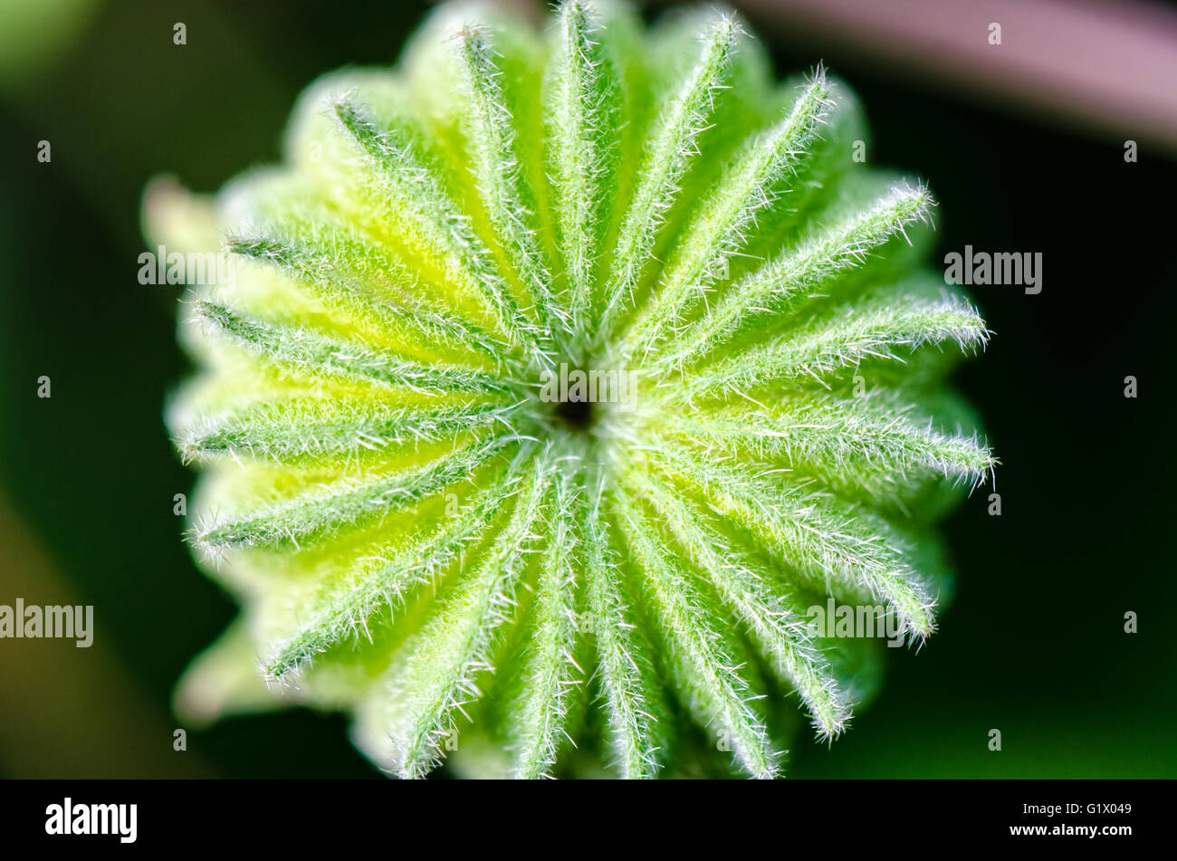 Primo piano superiore forma esotici color verde come un ingranaggio, è il frutto e semi di Abutilon indicum o indiani abutilon in Thailandia Foto Stock
