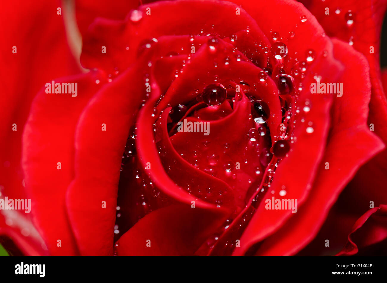 Chiudere l'acqua scende la freschezza in Red Rose fiore Foto Stock