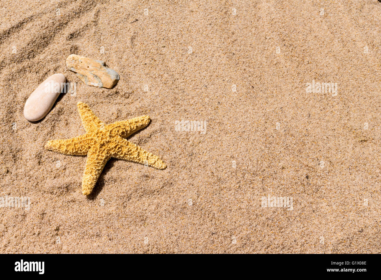 Background: stella di mare e conchiglie sulla sabbia del mare Foto Stock