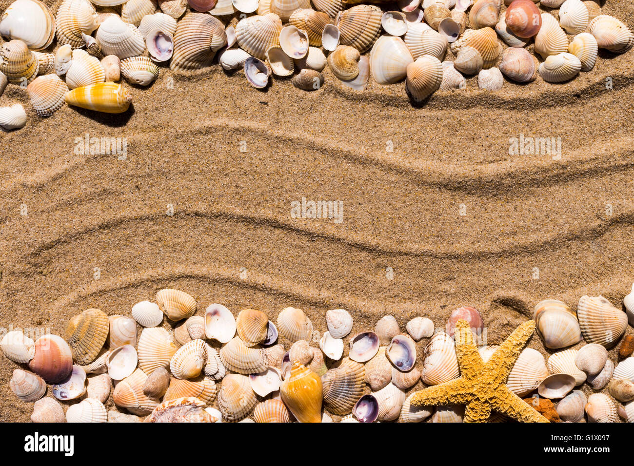 Background: stella di mare e conchiglie sulla sabbia del mare Foto Stock