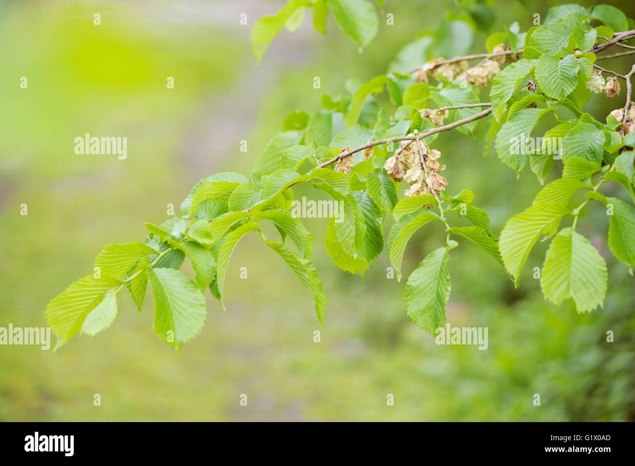 Samara o semi alati di Ulmus glabra, Wych Elm in primavera, Wales, Regno Unito. Foto Stock