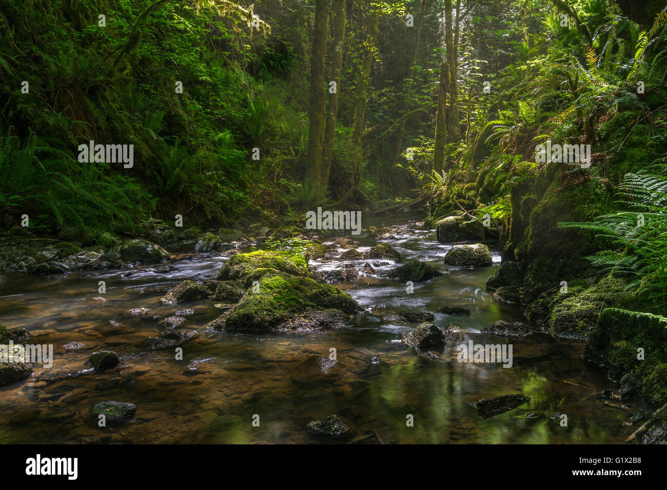 Tod's Creek a Gowland Tod Provincial Park, Victoria, della Columbia britannica in Canada Foto Stock