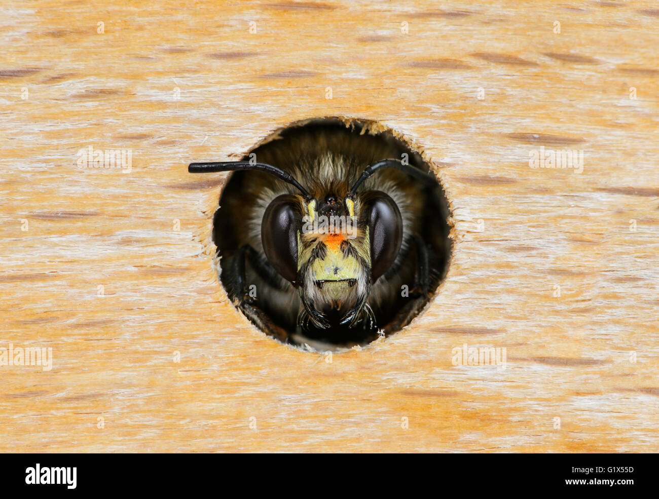 Ritratto di maschio fiore Hairy-Footed Bee (Anthophora plumipes), ape solitaria, (Famiglia Apidae), in un'ape hotel Svizzera Foto Stock