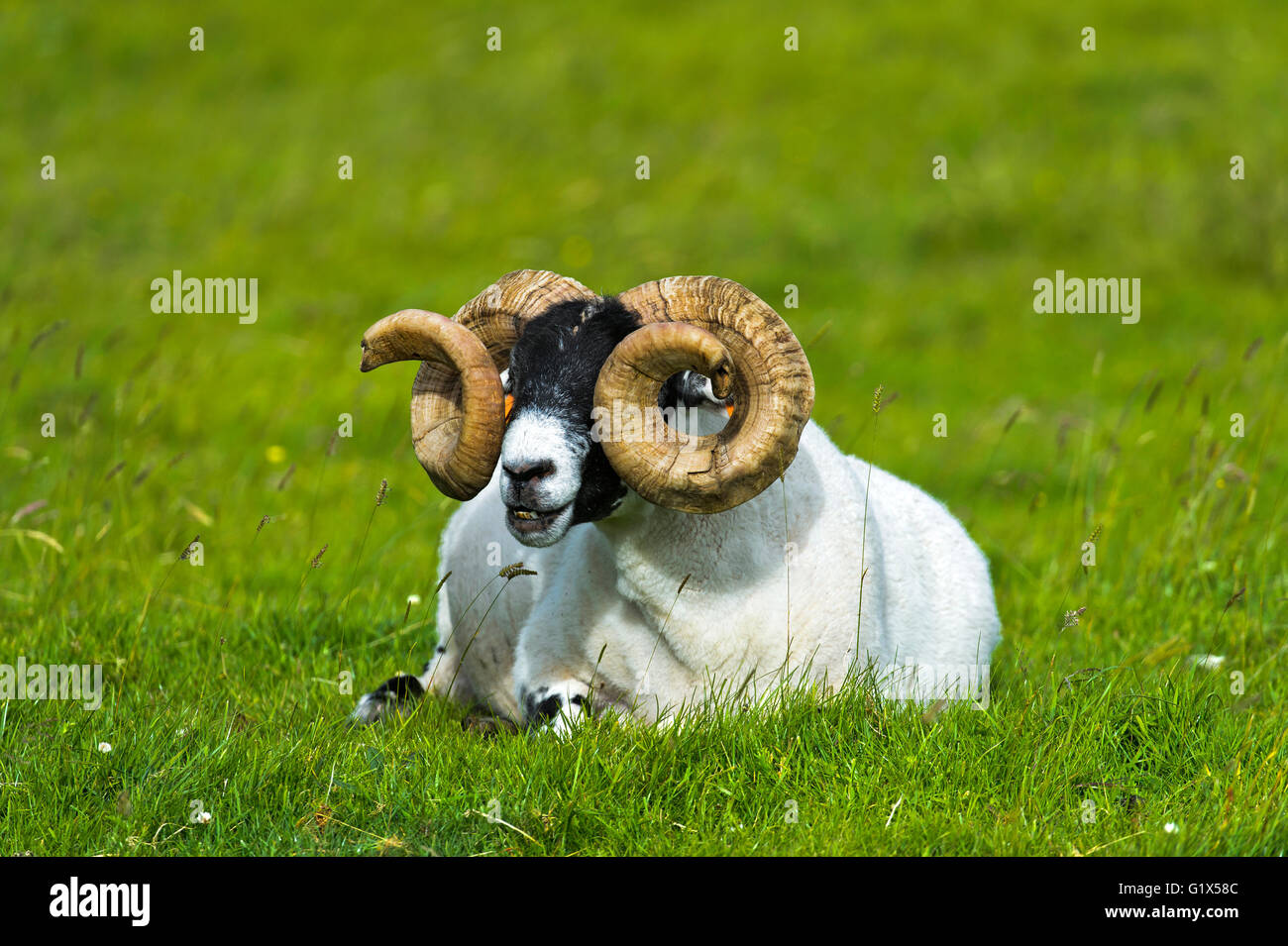 Scottish Blackface pecore, ram, Isola di Skye, Ebridi Interne, Scotland, Regno Unito Foto Stock