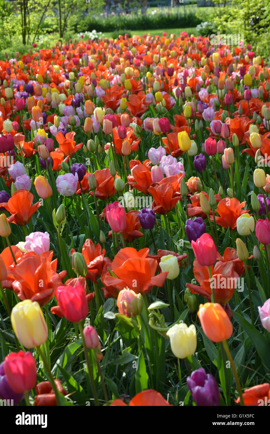 Letto colorato di tulipani a Keukenhof, Olanda Foto Stock
