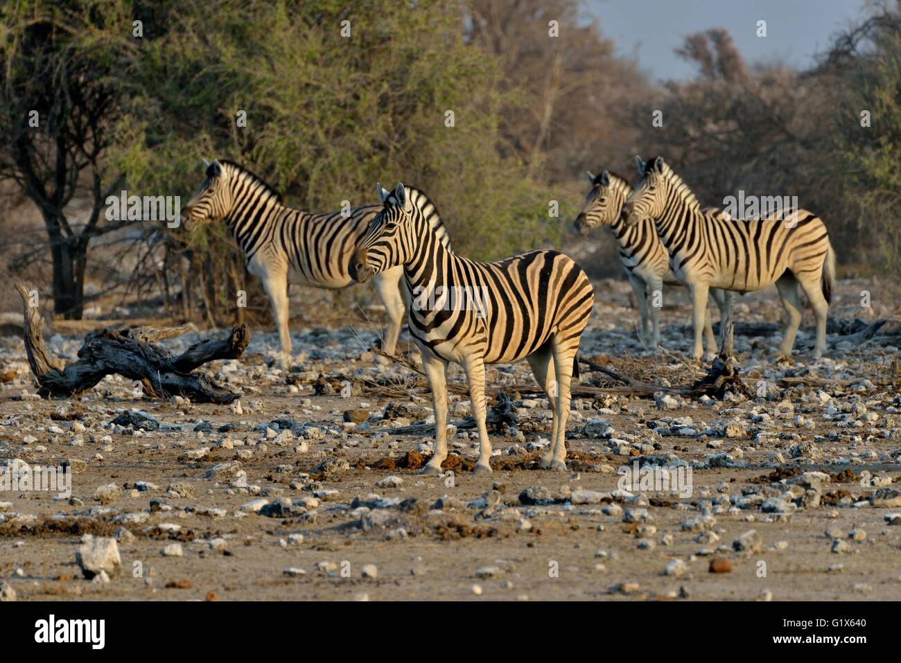 La Burchell zebre (Equus quagga burchelli), il Parco Nazionale di Etosha, Namibia Foto Stock