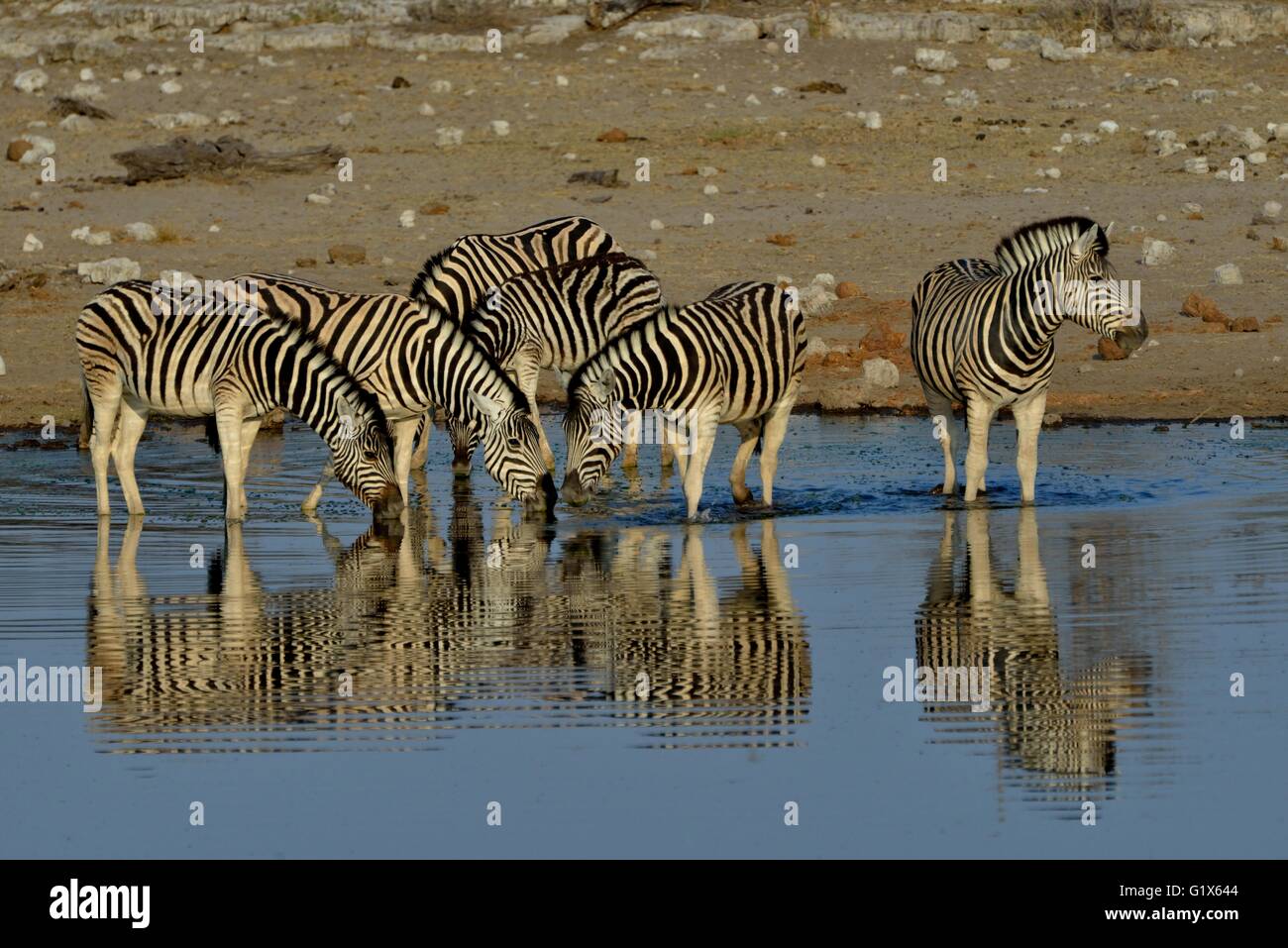 La Burchell zebre (Equus quagga burchelli) nell'acqua, waterhole Chudop, il Parco Nazionale di Etosha, Namibia Foto Stock