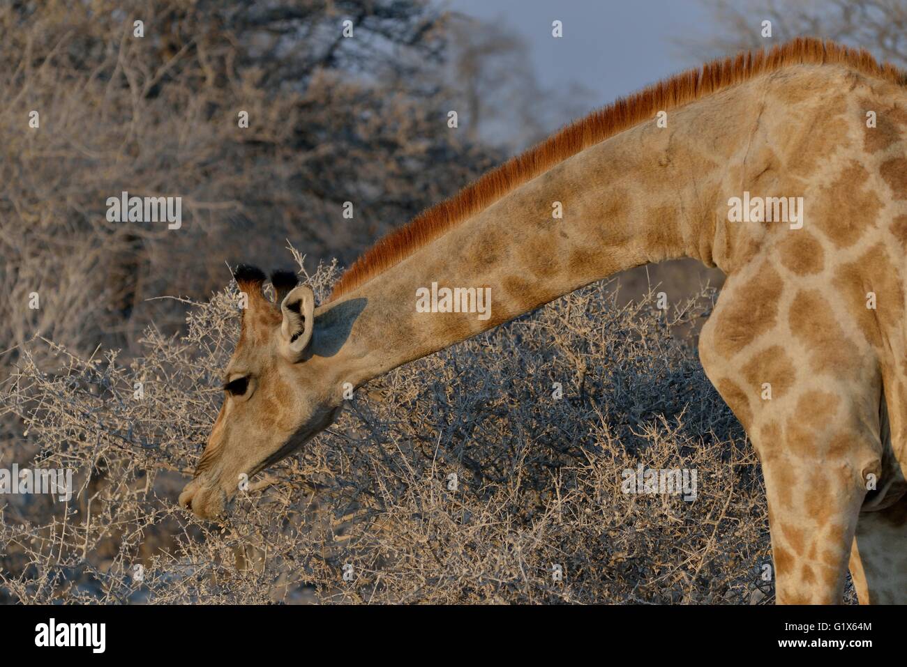 Giraffe (Giraffa camelopardalis) mangiare, il Parco Nazionale di Etosha, Namibia Foto Stock