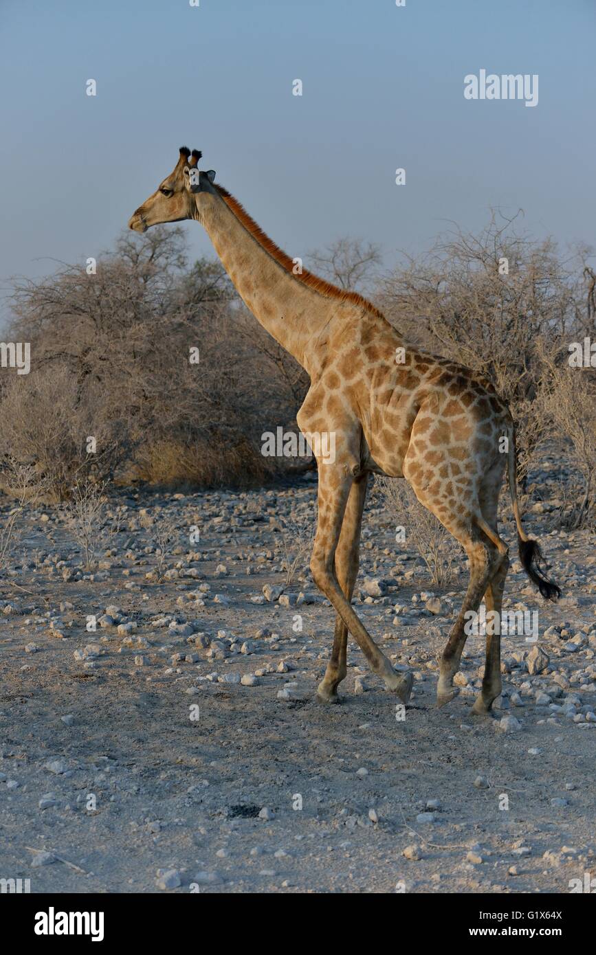 Giraffe (Giraffa camelopardalis), passeggiate, il Parco Nazionale di Etosha, Namibia Foto Stock