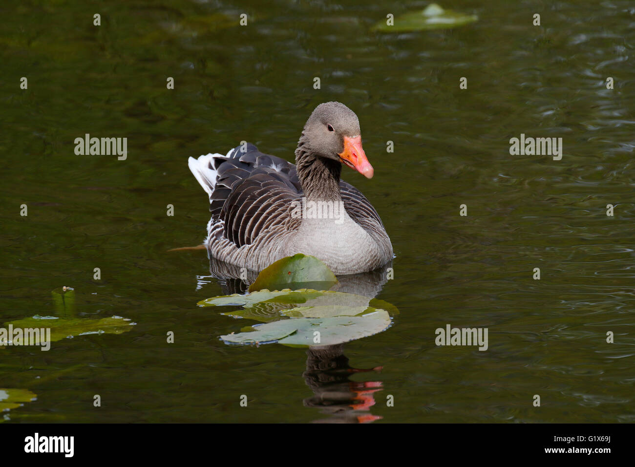 Graylag Goose (Anser anser) galleggiante sull'acqua, Schleswig-Holstein, Germania Foto Stock