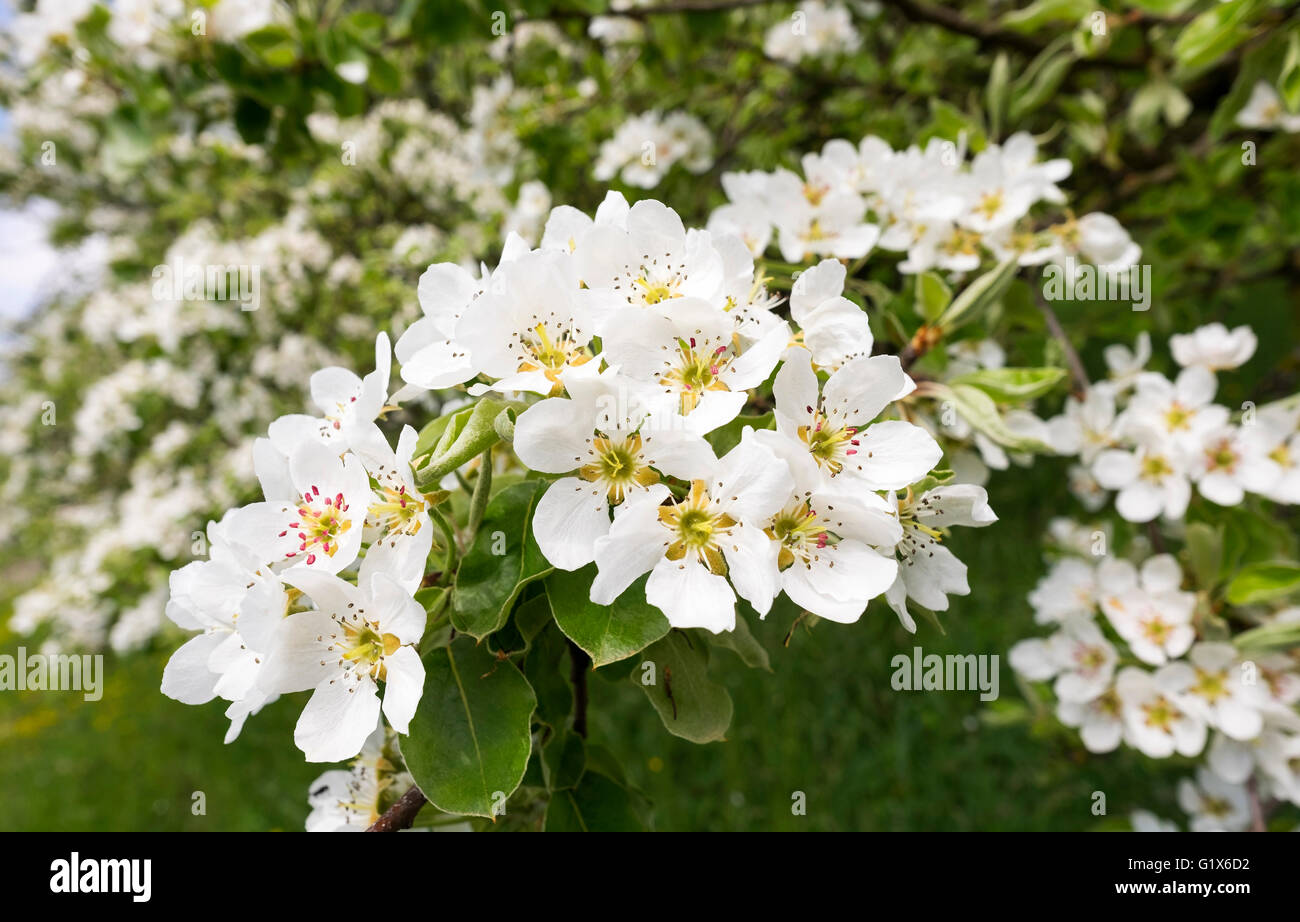 Fioritura Pear Tree (Pyrus communis), Kressbronn presso il lago di Costanza e il Lago di Costanza, distretto di Svevia, Baden-Württemberg, Germania Foto Stock