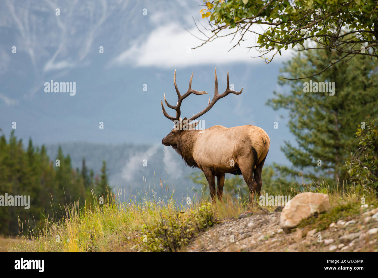 Wapiti, Elk (Cervus canadensis) appare in lontananza, cervi, il Parco Nazionale di Banff, Canadian Rockies, provincia di Alberta, Canada Foto Stock