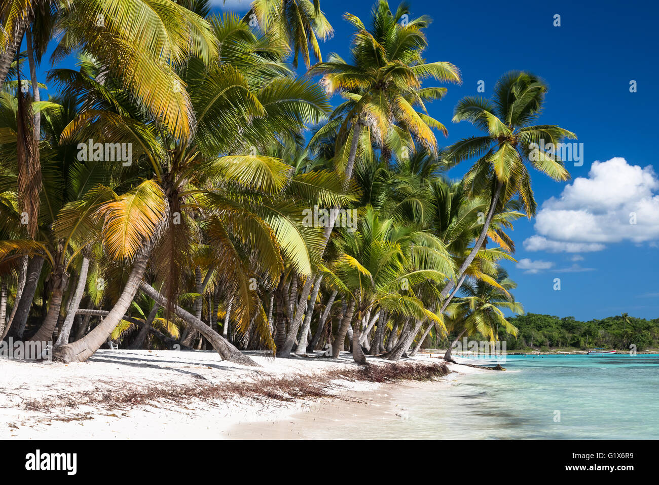 Sabbiosa spiaggia caraibica con palme di cocco. Saona Island, La Romana Provincia, Repubblica Dominicana. Foto Stock