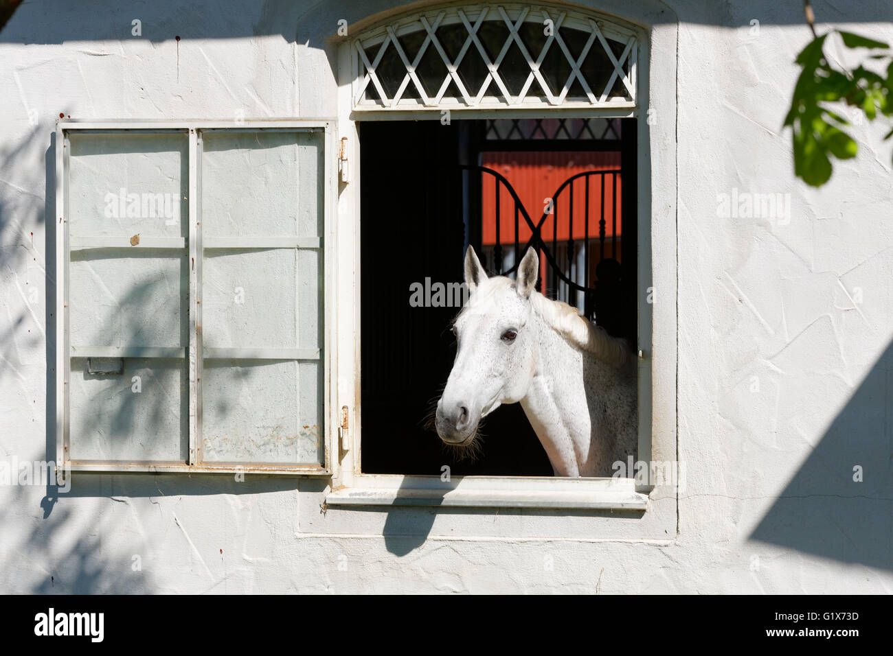 White Horse guardando fuori della finestra di maneggio, Bruggach in Bodolz presso il lago di Costanza, Algovia, Svevia, Baviera, Germania Foto Stock