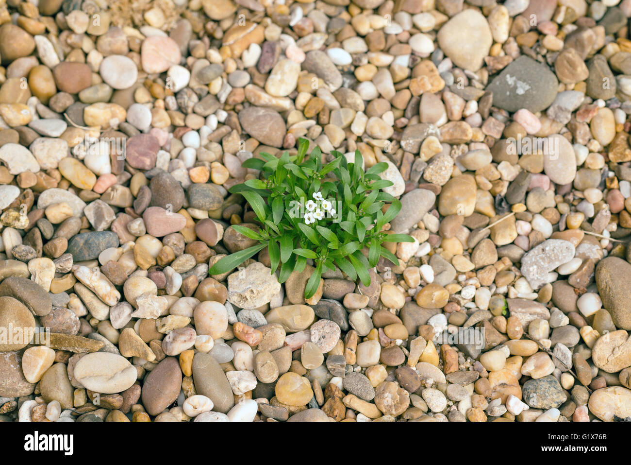 Little White Lobularia maritima fiori Foto Stock