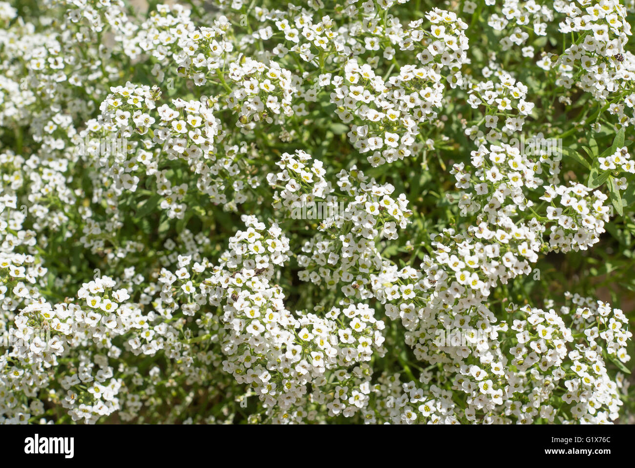 Little White Lobularia maritima fiori Foto Stock