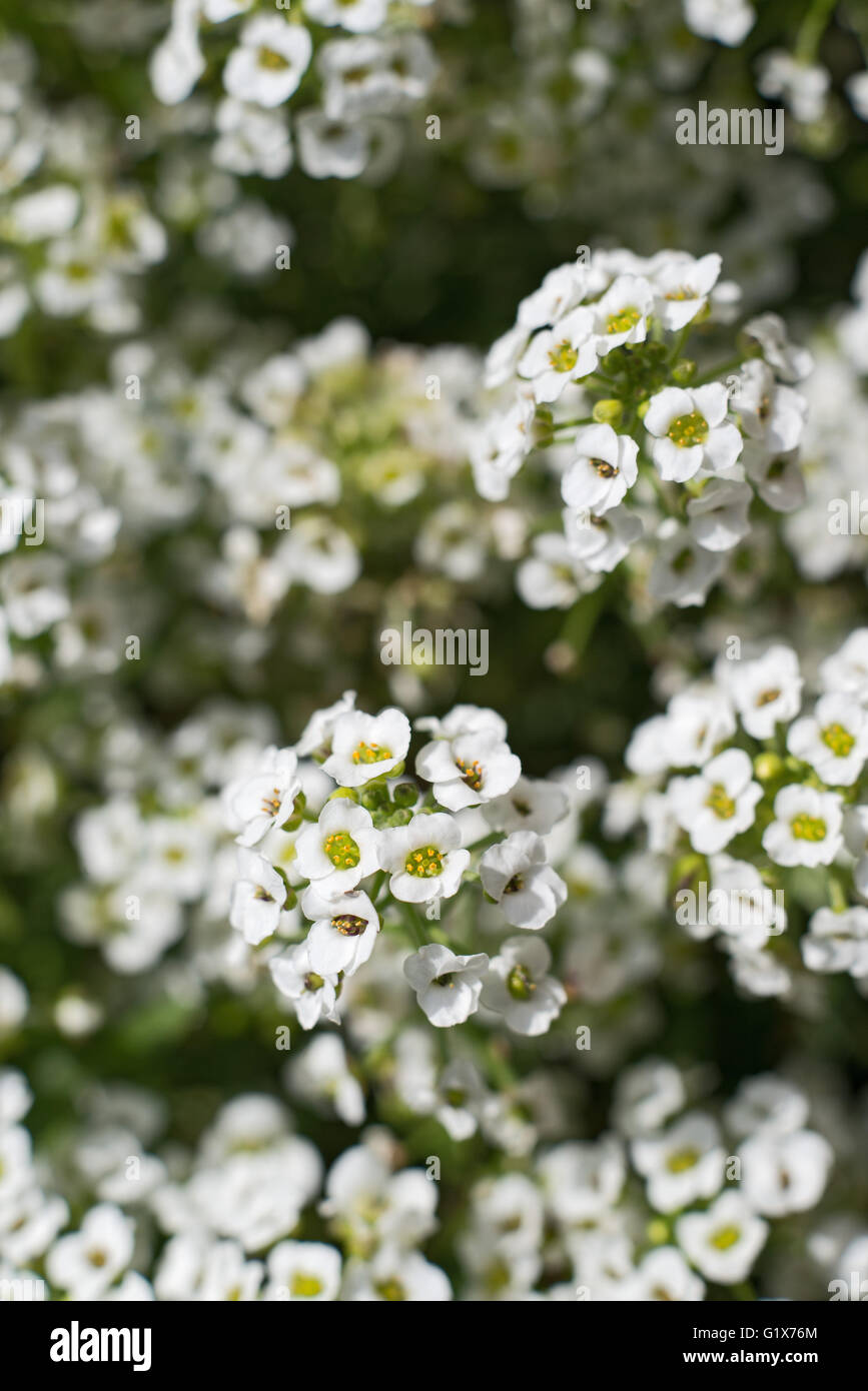 Little White Lobularia maritima fiori Foto Stock