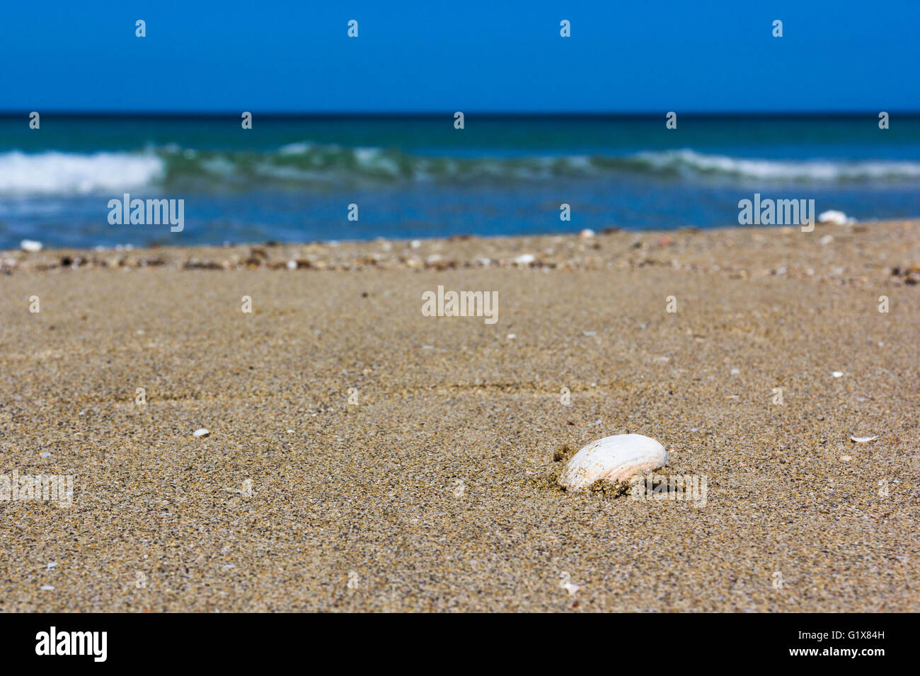 Il salento, shell sulla spiaggia sabbiosa Foto Stock