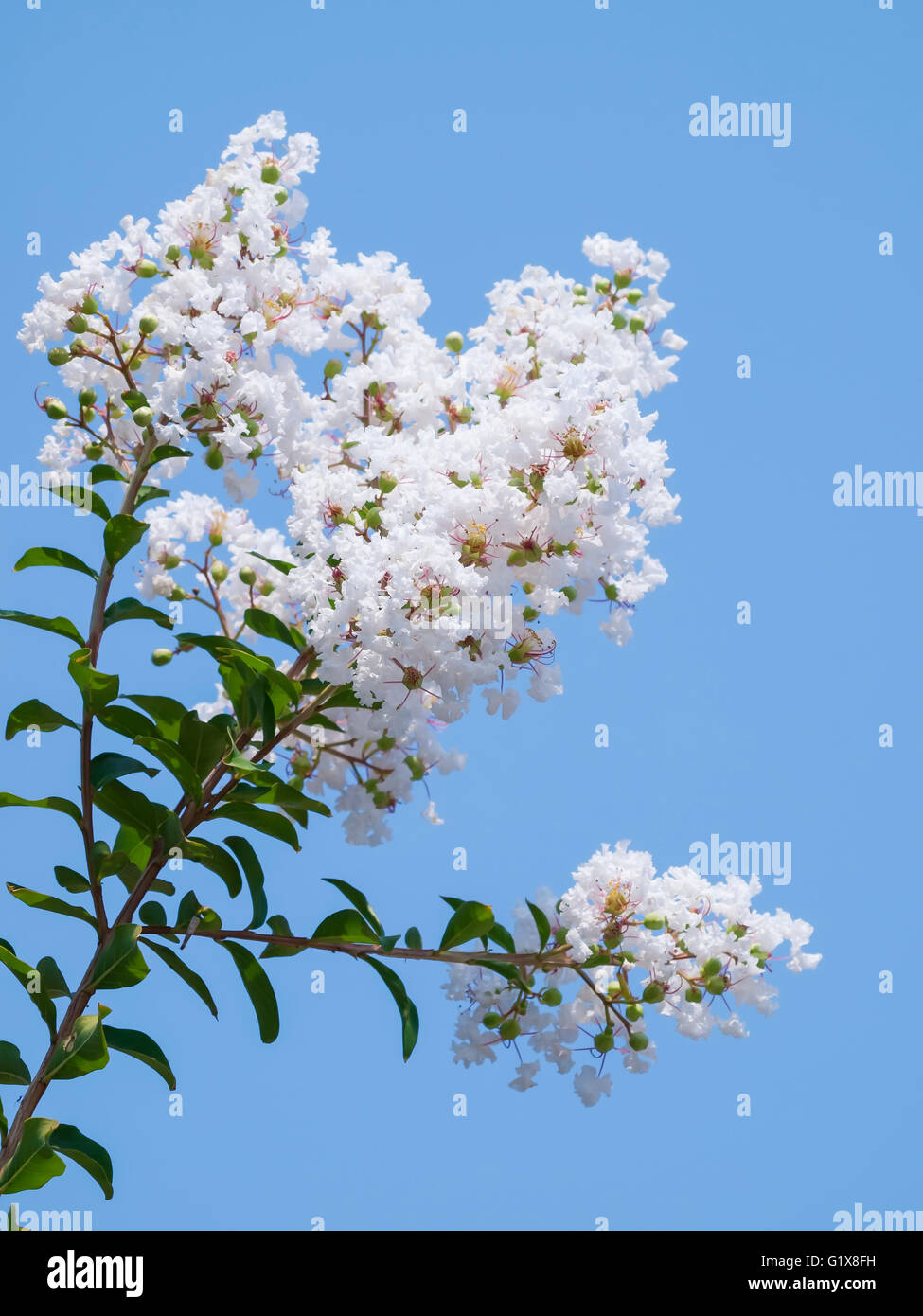 Fiore di bianco indica Lagerstroemia(mirto di crespo) Foto Stock