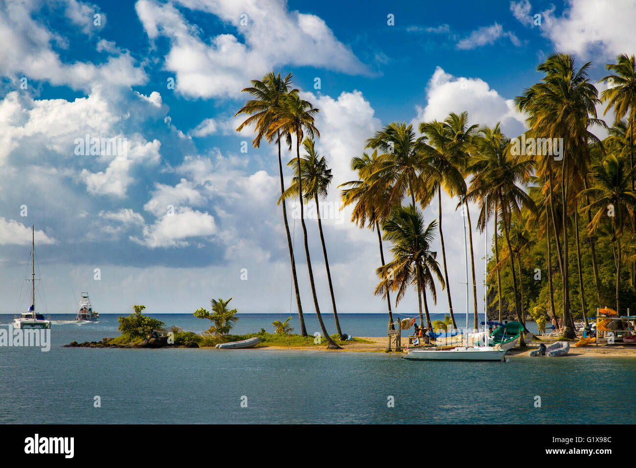 Palme ad ingresso a Marigot Bay, Santa Lucia, West Indies Foto Stock