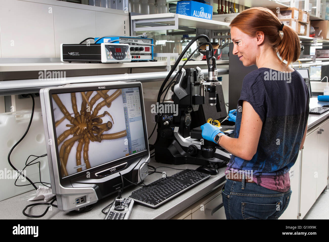 Il ricercatore sono il mare da studiare i ragni sotto il microscopio. Foto Stock