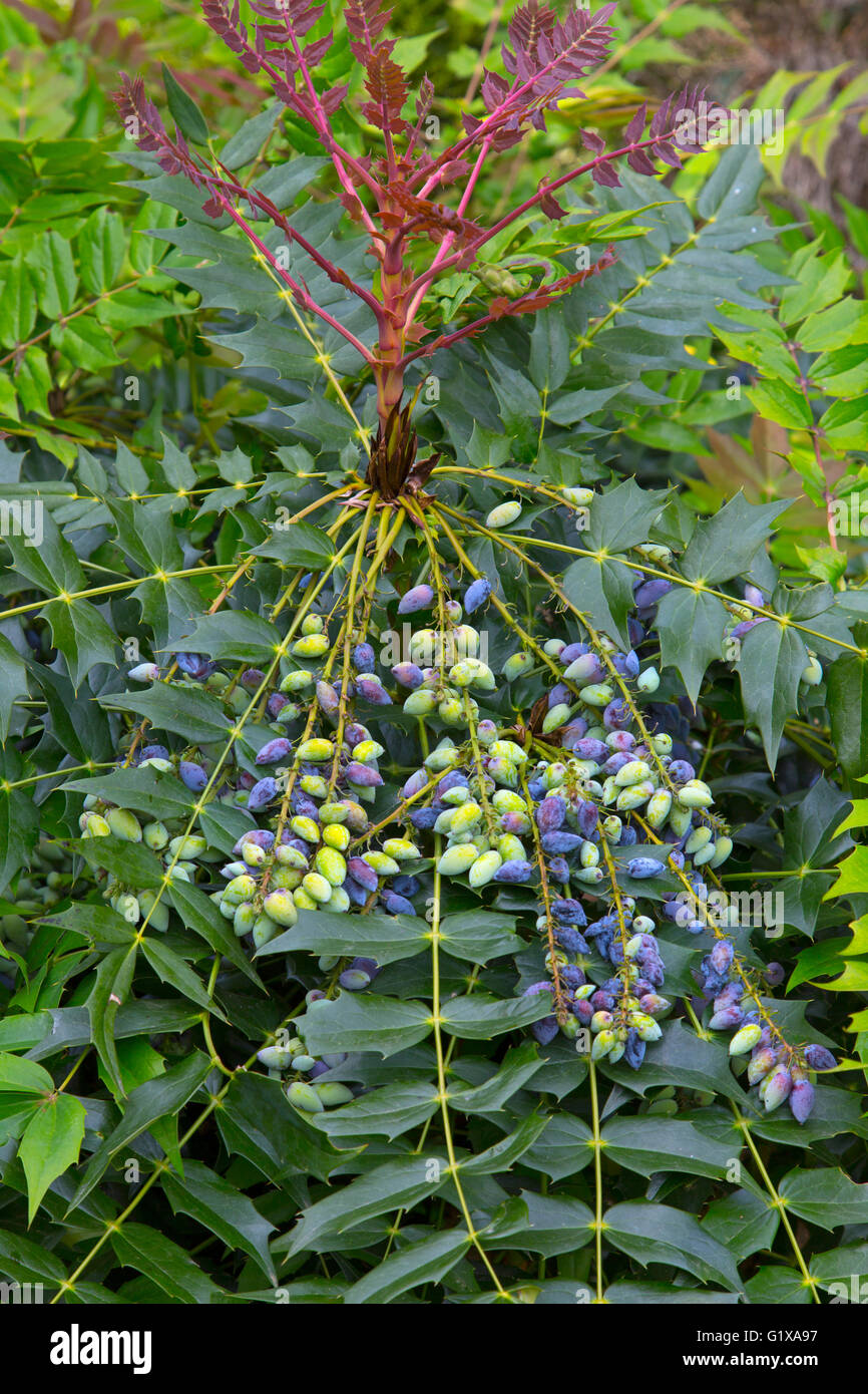 Mahonia o Oregon uva che mostra le bacche cresce nelle regioni di frontiera Foto Stock
