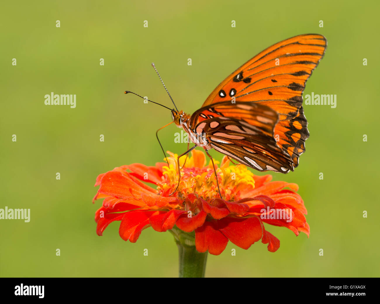 Agraulis vanillae, Gulf Fritillary butterfly su un arancio Zinnia fiore Foto Stock