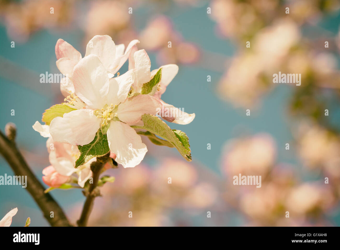 Bianco e rosa fiori di apple nella primavera del frutteto, con un filtro di riscaldamento Foto Stock