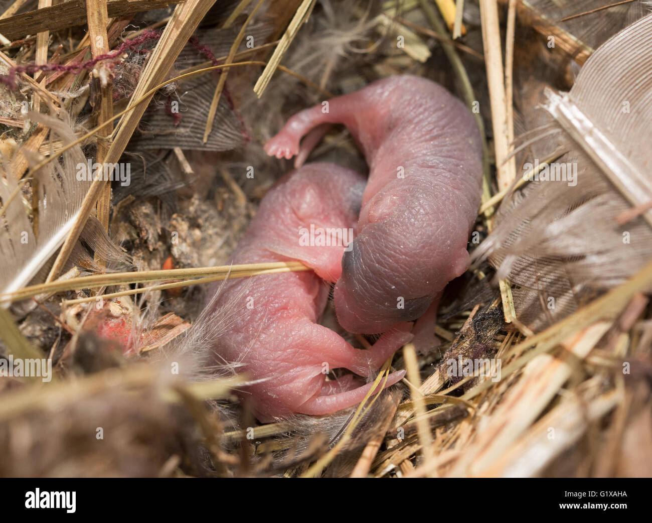 Due glabre e cieca baby topi in un nido Foto Stock