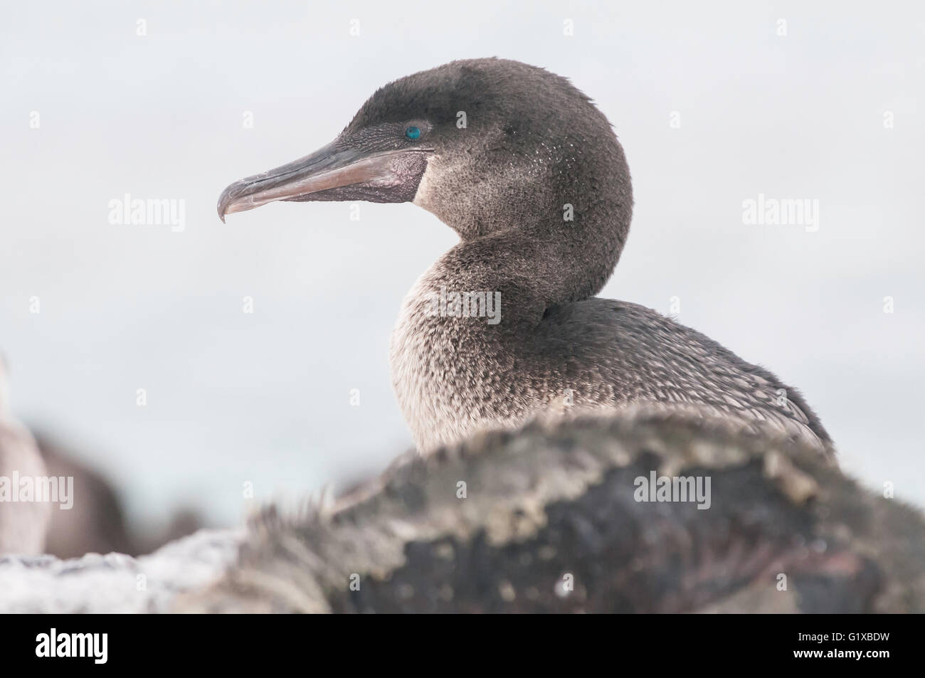 Flightless (Galapagos) cormorano, Phalacrocrax harrisi, Isla Isabela, Bahia Elizabeth, Isole Galapagos, Ecuador Foto Stock