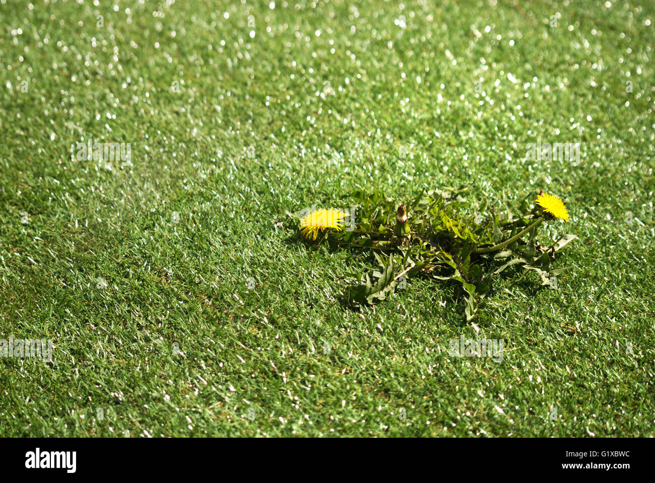 Tarassaco cresce su astro turf prato Foto Stock
