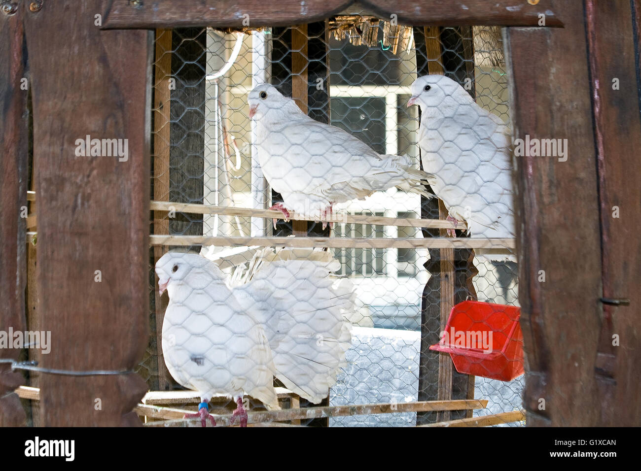 Tre bianchi piccioni in una gabbia Foto Stock