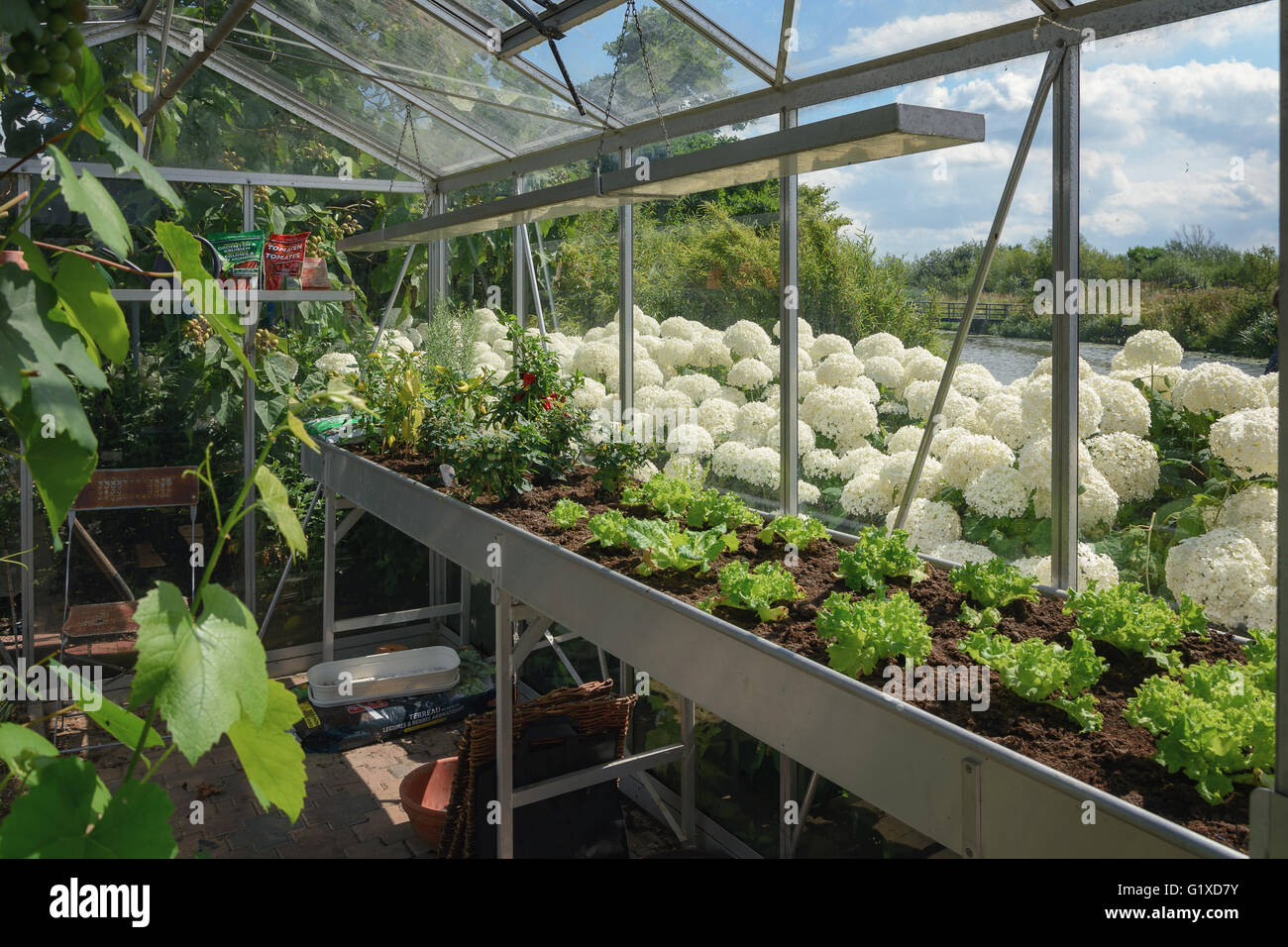 L'interno di una piccola serra. Foto Stock