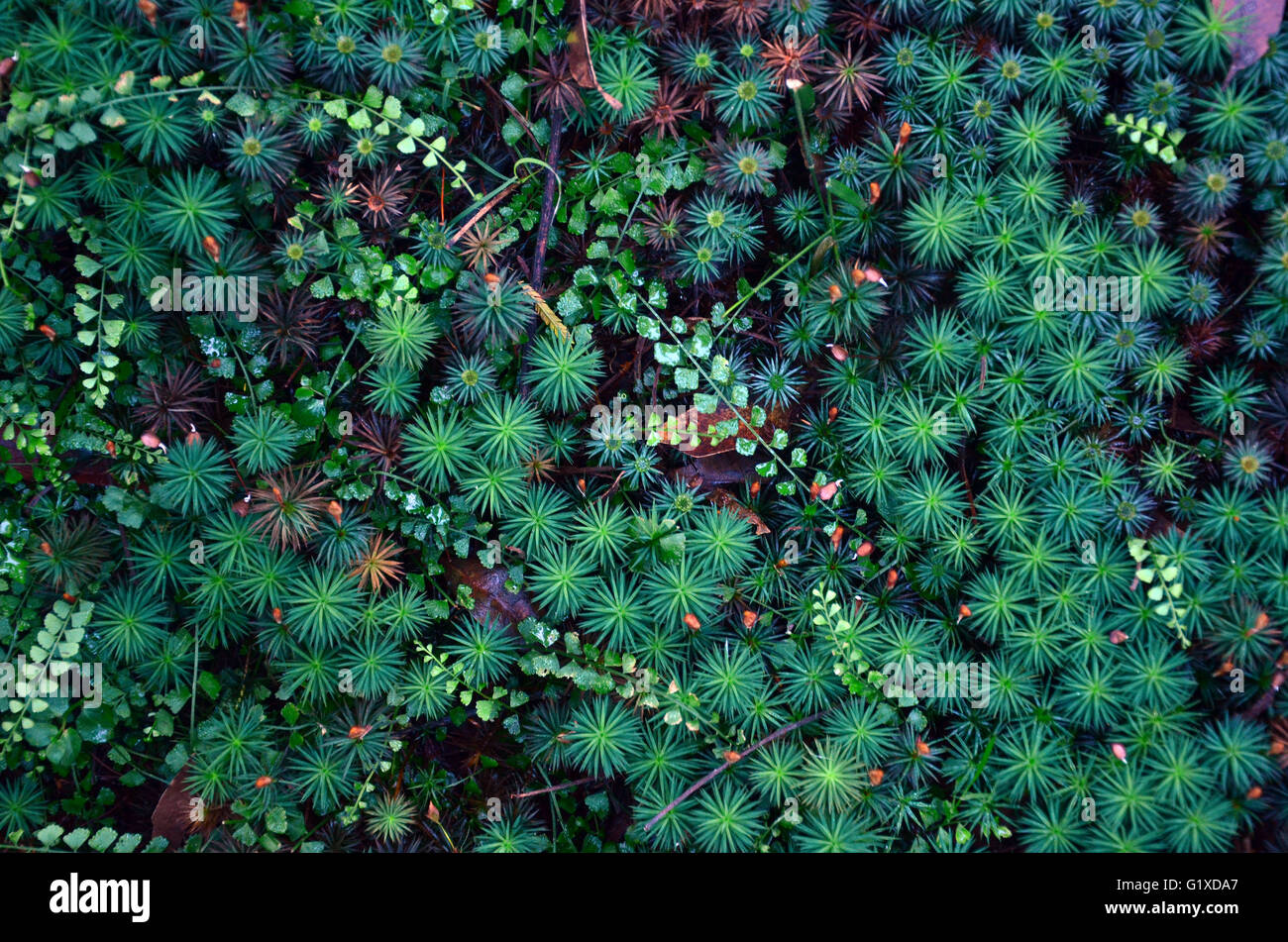 Emerald cosmo di moss sul suolo della foresta Foto Stock
