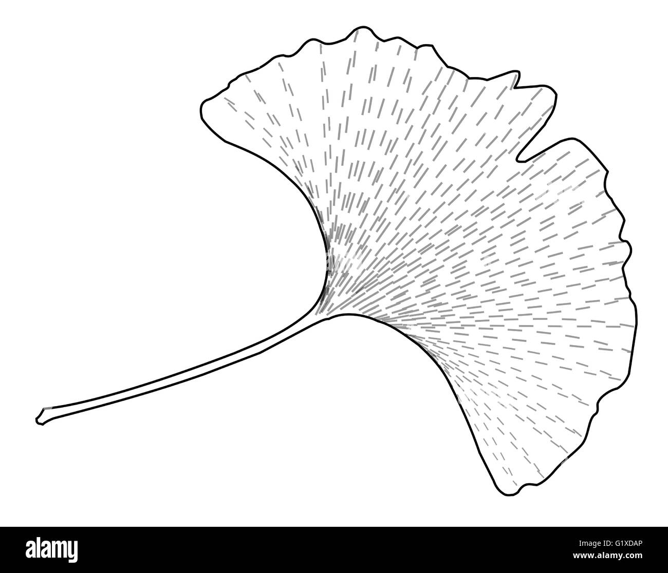 Foglie di ginkgo biloba, illustrazione vettoriale su sfondo bianco. Illustrazione Vettoriale