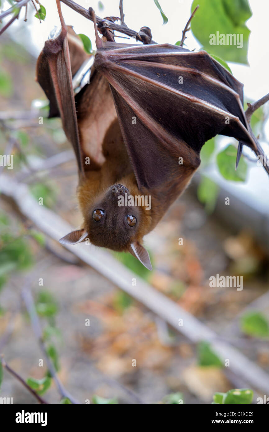 La minore a breve dal naso di frutta (bat Cynopterus brachyotis). Nelle foglie durante la luce del giorno Foto Stock